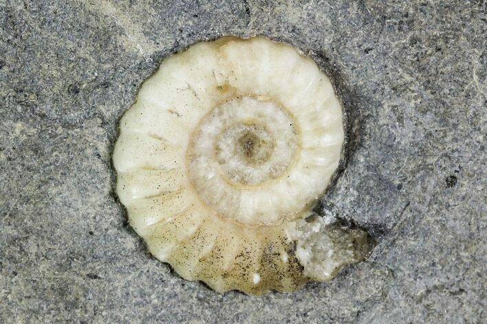 Two Fossil Ammonites (Promicroceras) - Lyme Regis #110686